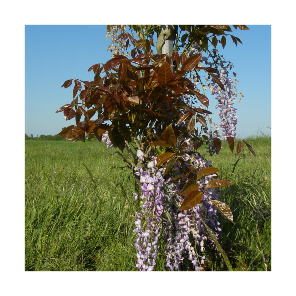 Glycine de chine sinensis blue line® 'copper leo'/wisteria sinensis blue line® 'copper leo'[-]godet - 5/20 cm