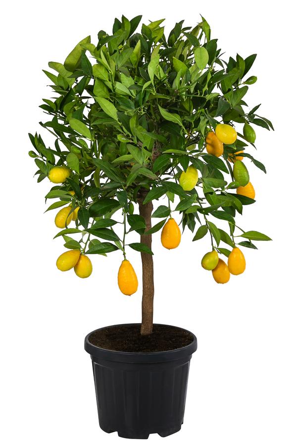 Limette 'Limequat'