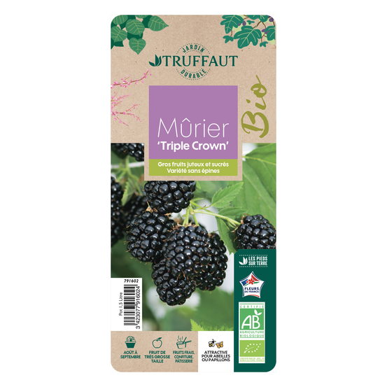 Mûrier 'Triple Crown' bio : pot de 1,5 litres