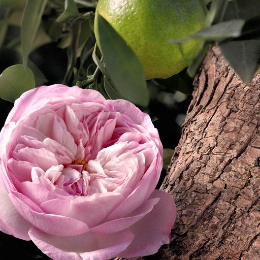 Chloé Rose Naturelle Intense Eau De Parfum, 50 ml