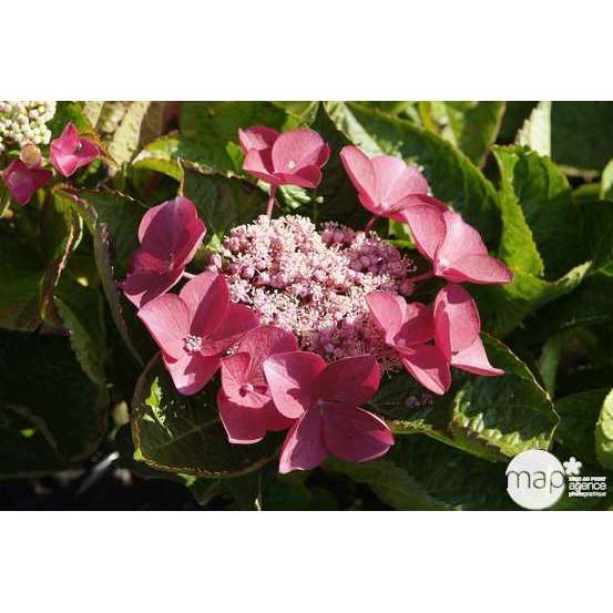 Hydrangea 'Rotschwanz', contneur 3 L