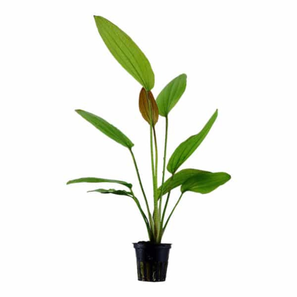 Echinodorus rosé