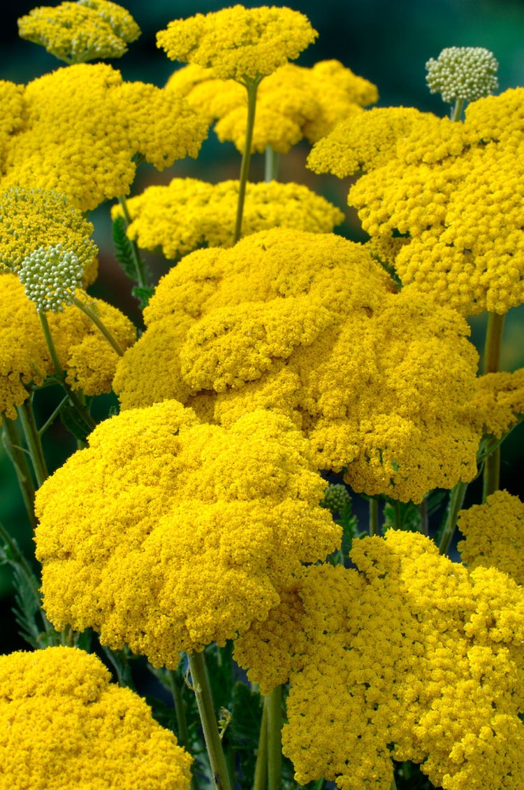 Duizendblad (Achillea filipendulina 'Cloth Of Gold') D 9 H 10 cm