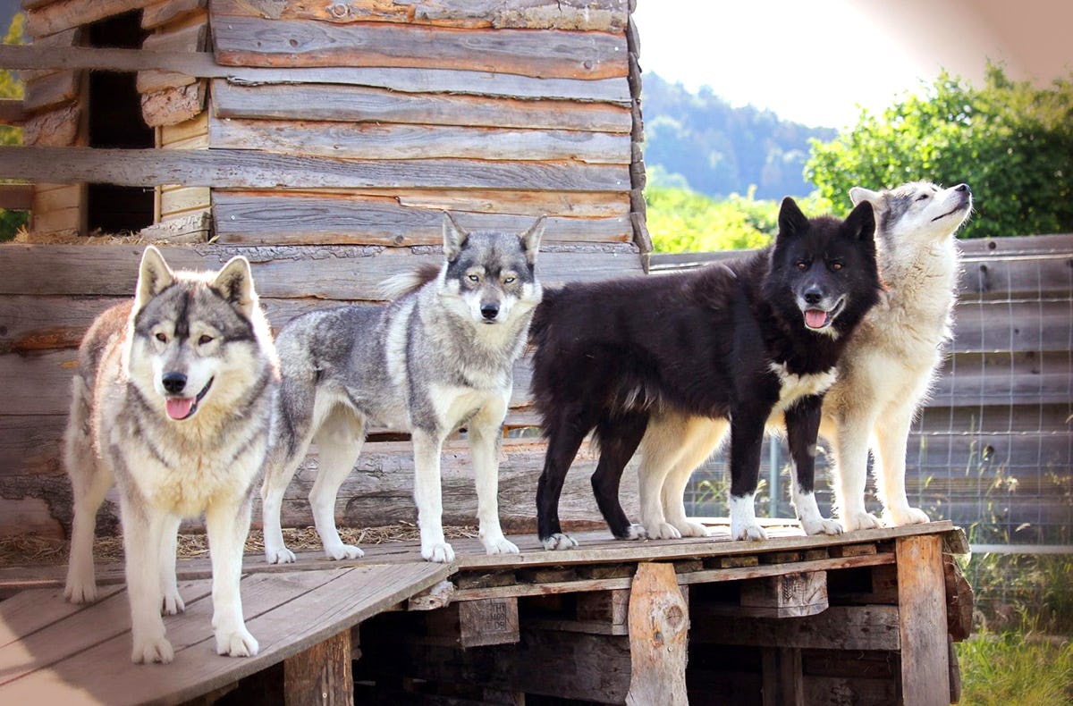 Huskytrekking in Dietfurt