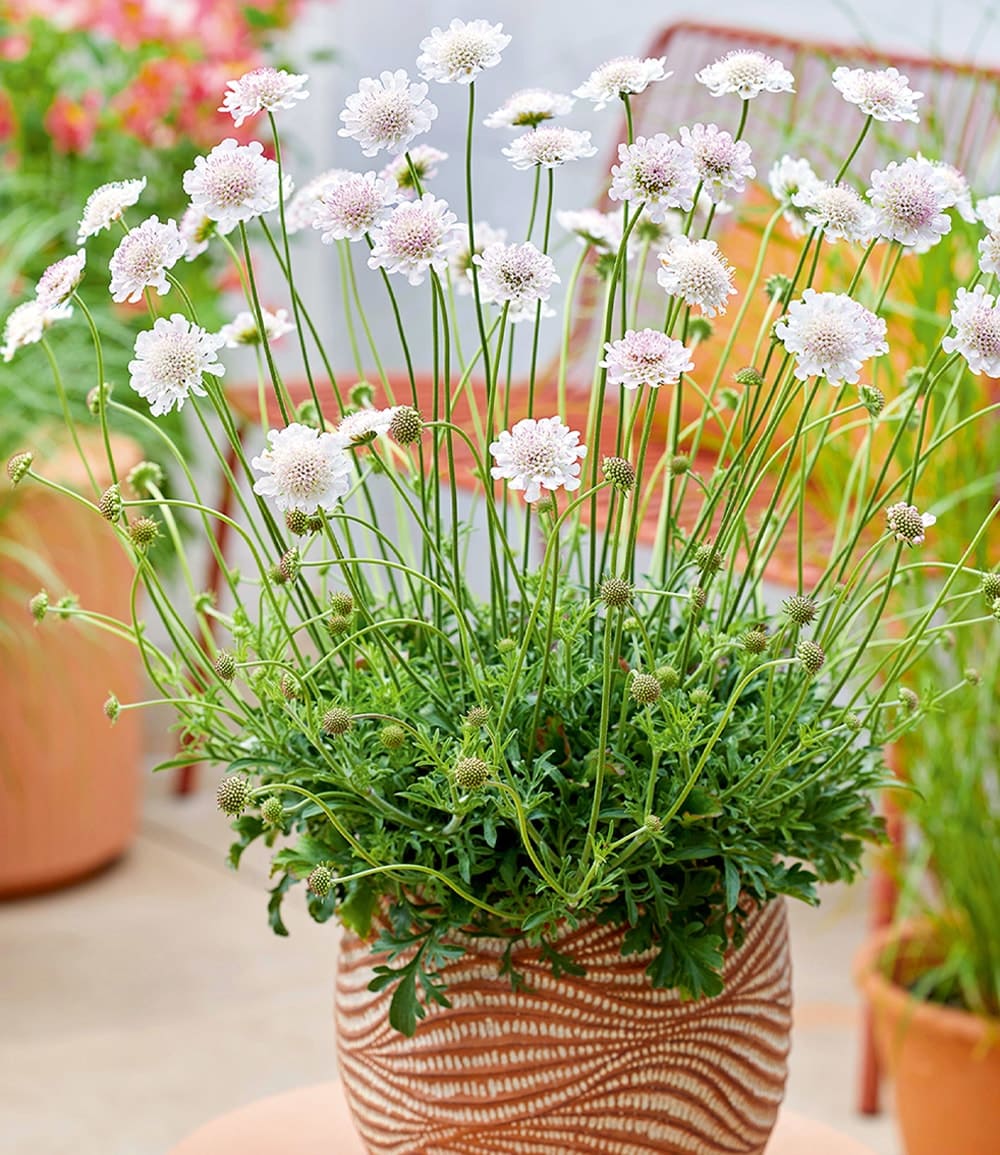Skabiose 'Kudo White'