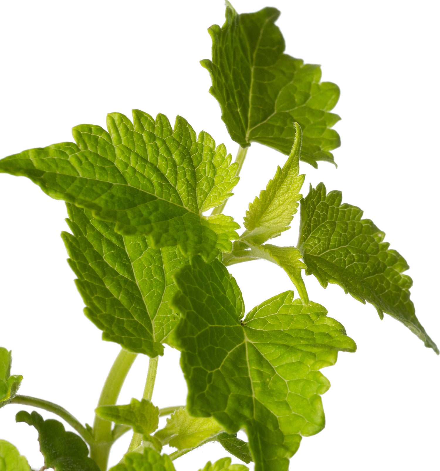 Dropplant (Agastache Rugosa 'Alabaster') D 11 H 20 cm