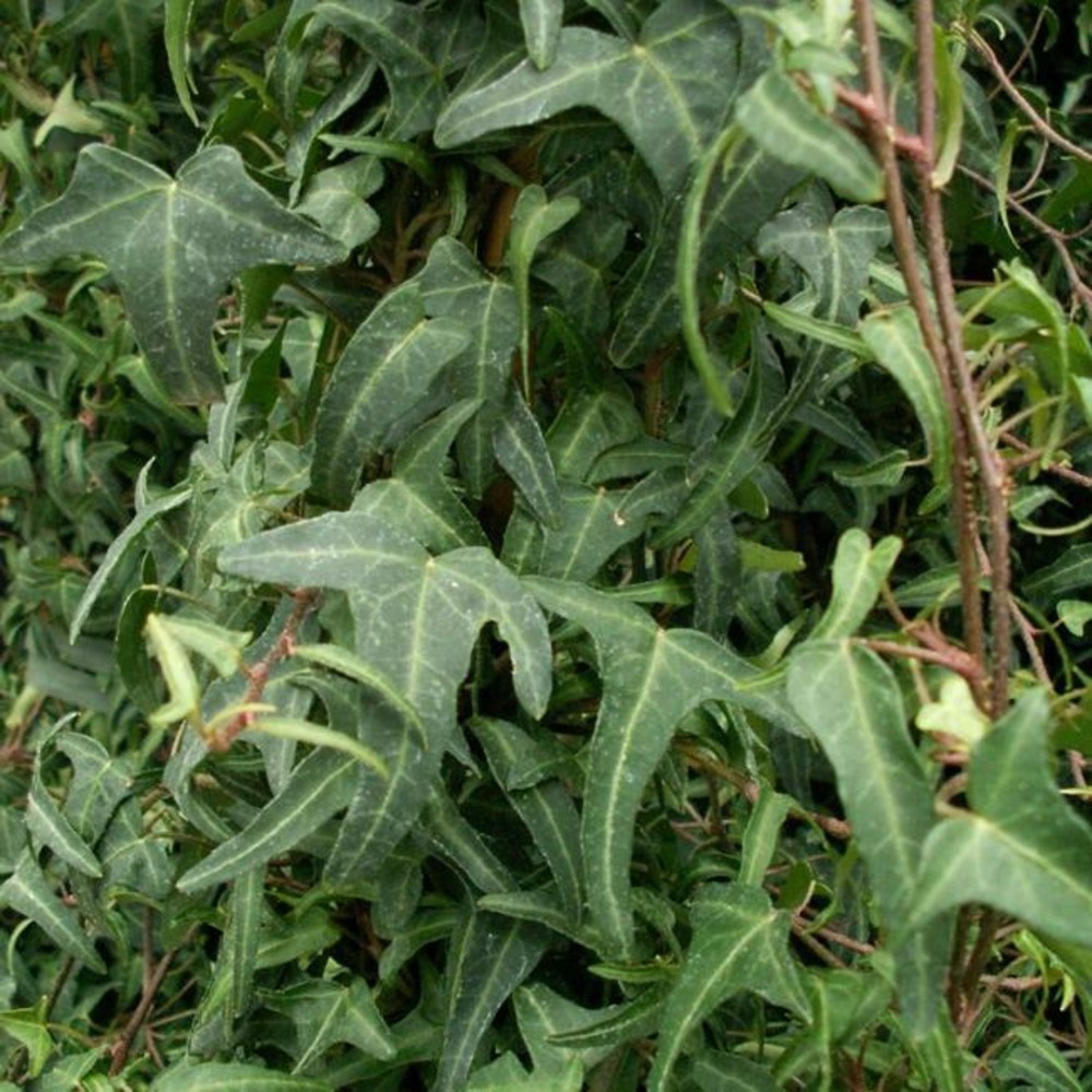 Lierre des bois königer's auslese - hedera helix 3l