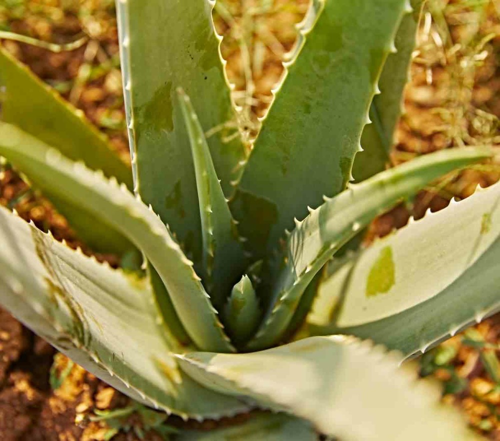 Aloe vera (syn. A. Barbadensis) taille pot de 1 litre ? 15/30 cm