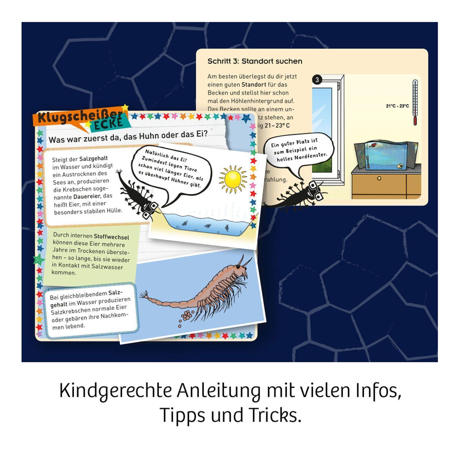 Wuselnde Salzkrebse (Experimentierkasten)