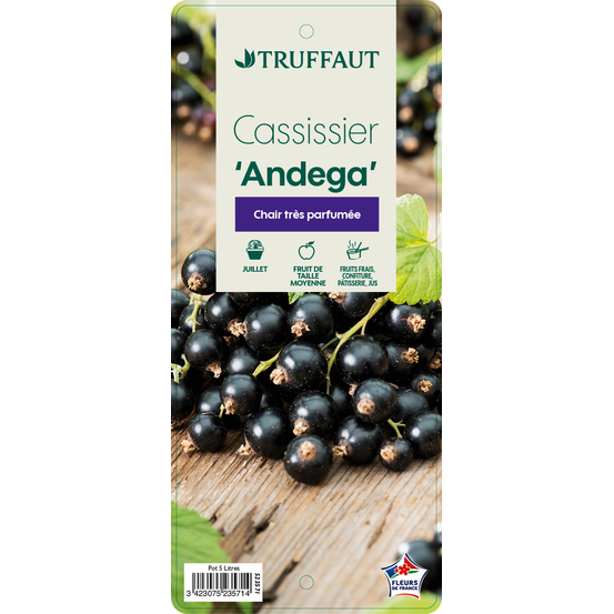 Cassissier 'Andega' : pot de 5 litres