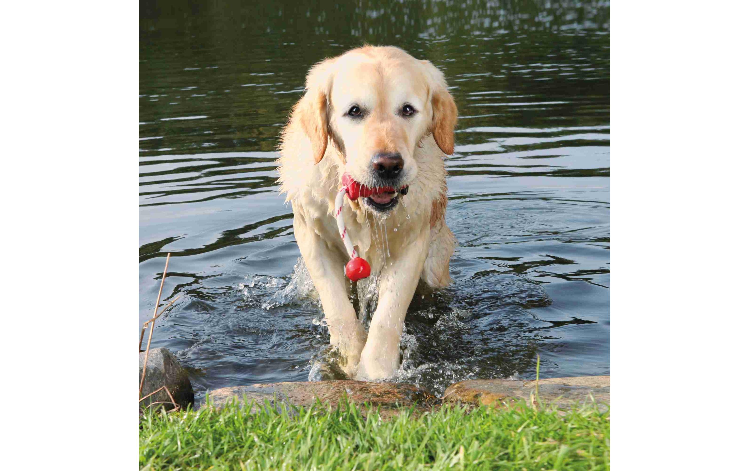 Schwimmspielzeug Aqua Toy MOT-Fun, 22 cm, RotSchwimmendes Hundespielzeug zum Apportieren