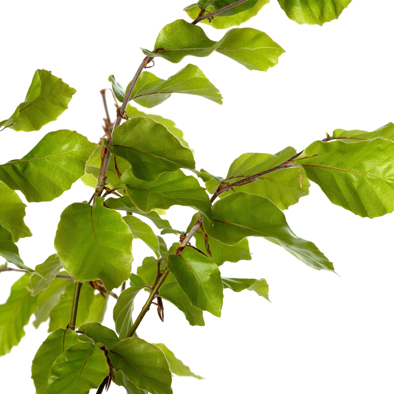 Beuk (Fagus sylvatica) D 17 H 60 cm