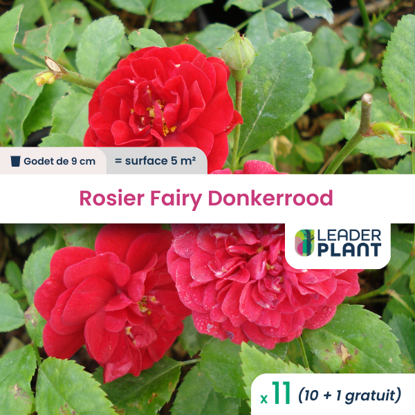 11 x rosier paysager fairy donkerrood en godet