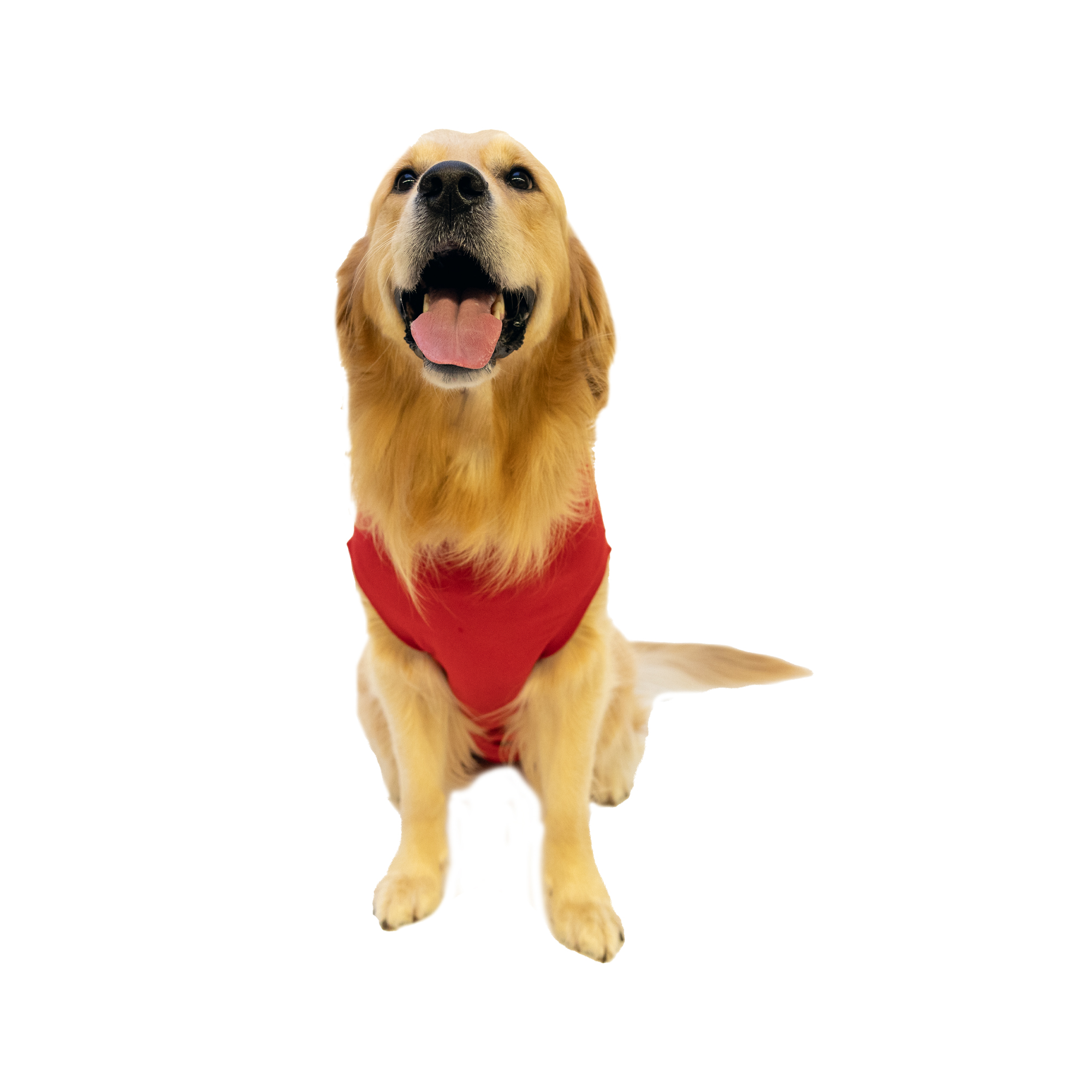 Dr. Ann's Protective Shirt Hond