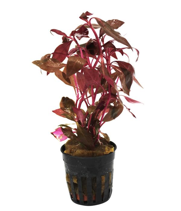 Dehner Aqua Rosa Papageienblatt -