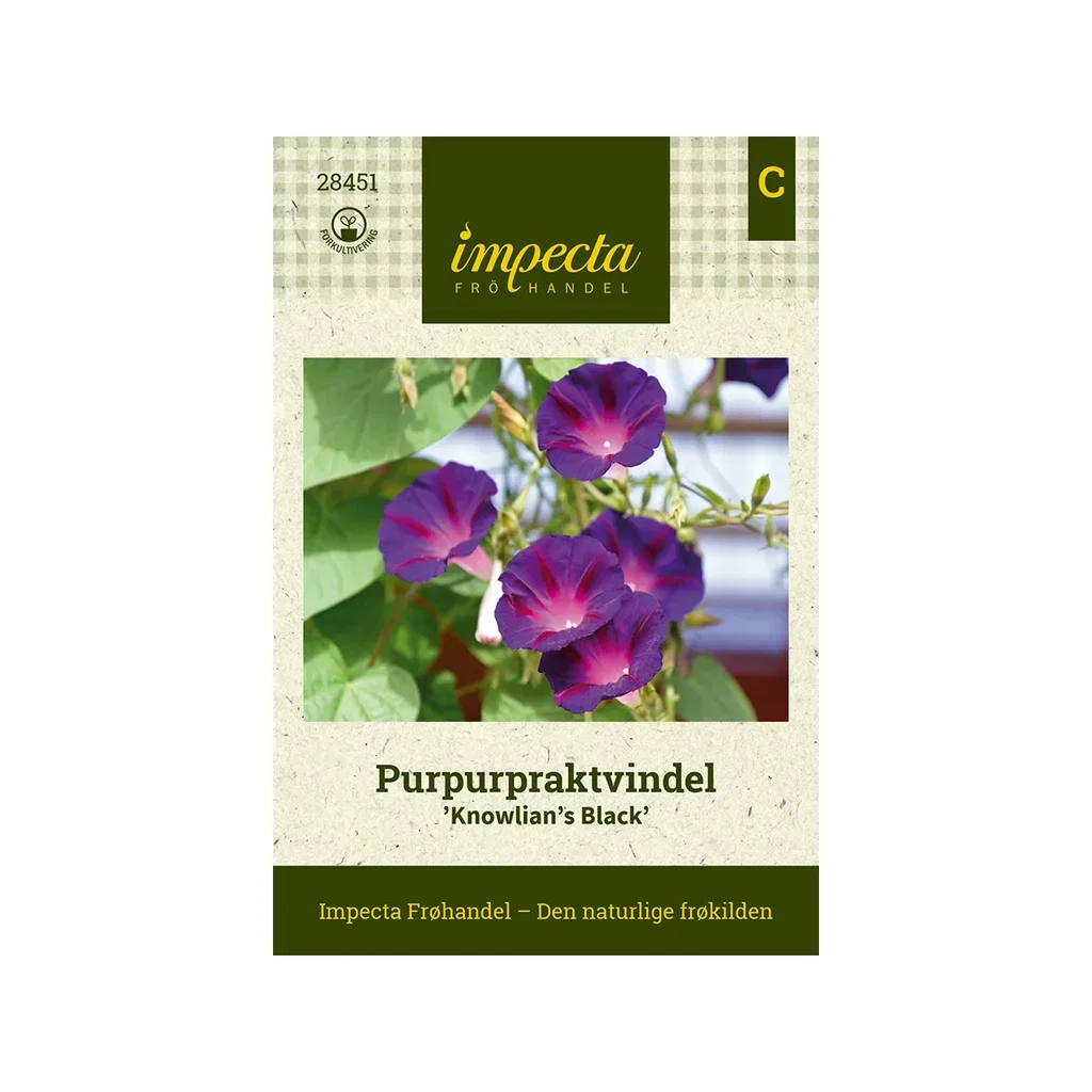 Ipomoea purpurea 'Knowlian's Black' Purpurpraktvindel 'Knowlian's Black'
