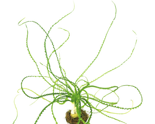 Permanente krokuslelie, smalbladig - Crinum calamistratum