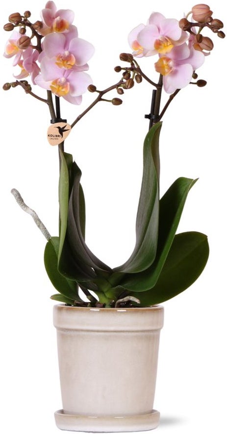 Intratuin Arrangement Vlinderorchidee (Phalaenopsis) in pot wit D 9 H 40 cm