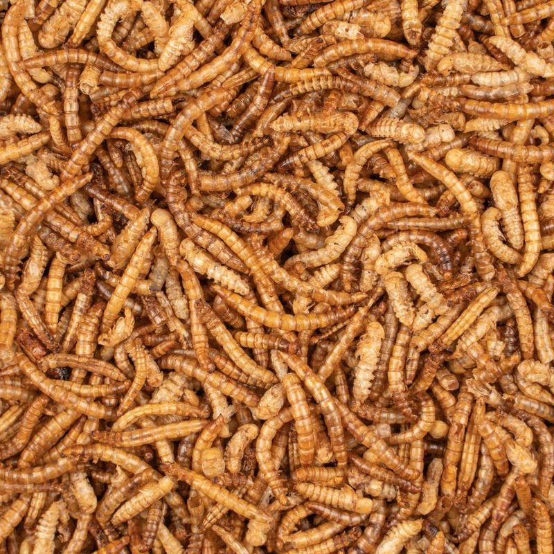 ChiX Meelwormen 500g