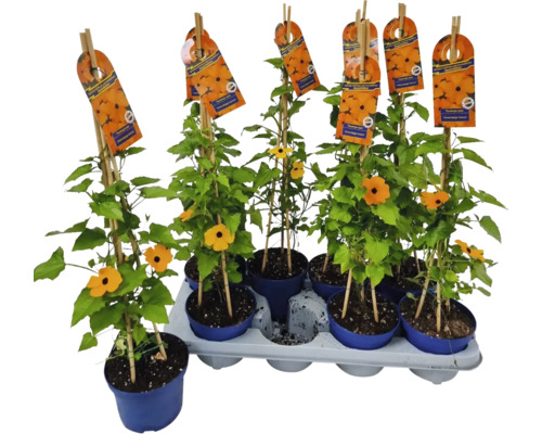 Black-eyed Susan FloraSelf Thunbergia alata Totale hoogte ca. 40 cm Ø 12/13 cm pot