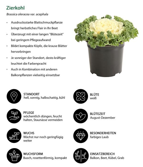 Zierkohl