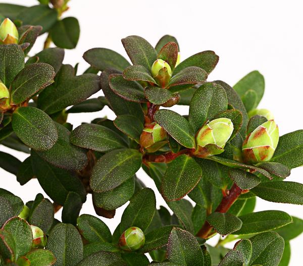 Zwerg-Rhododendron