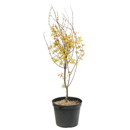 Acer palmatum 'Orange Dream' :C7L h.60/80cm