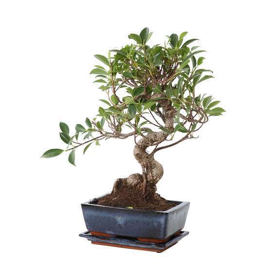 Bonsaï d'intérieur : forêt ficus 8 ans, soucoupe.