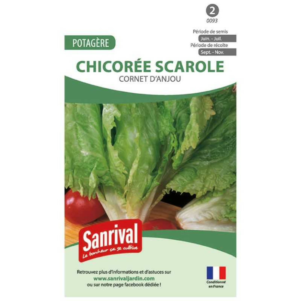 Graines chicorée scarole cornet anjou