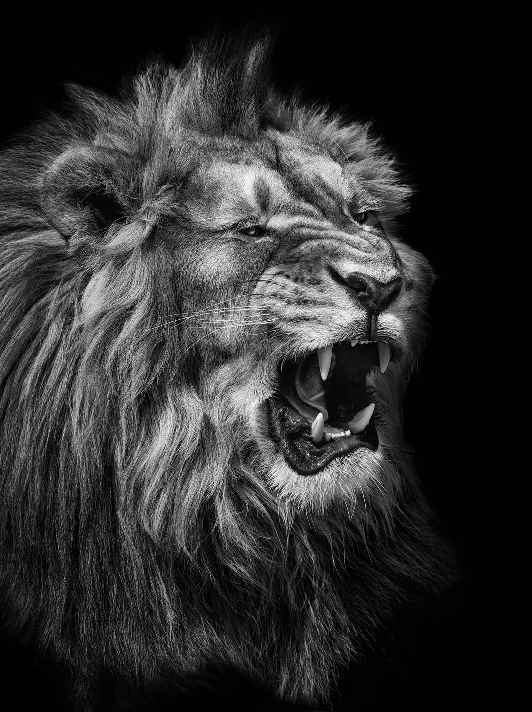 Lion by Mikhail Kirakosyan - Limited Edition. Edition of: 150. Signed.