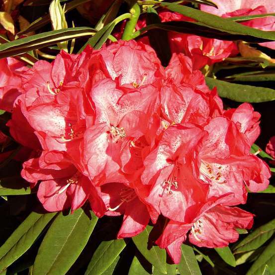 Rhododendron hybride : C15L H70/80cm - Variétés variables