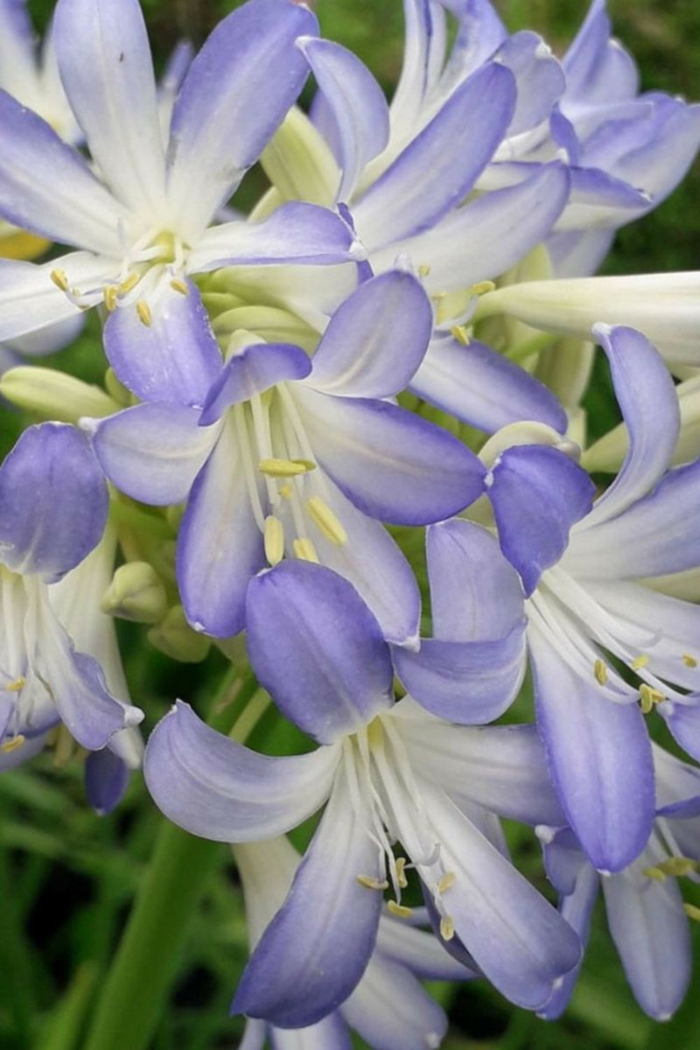Agapanthe 'sea breeze' - 3l
