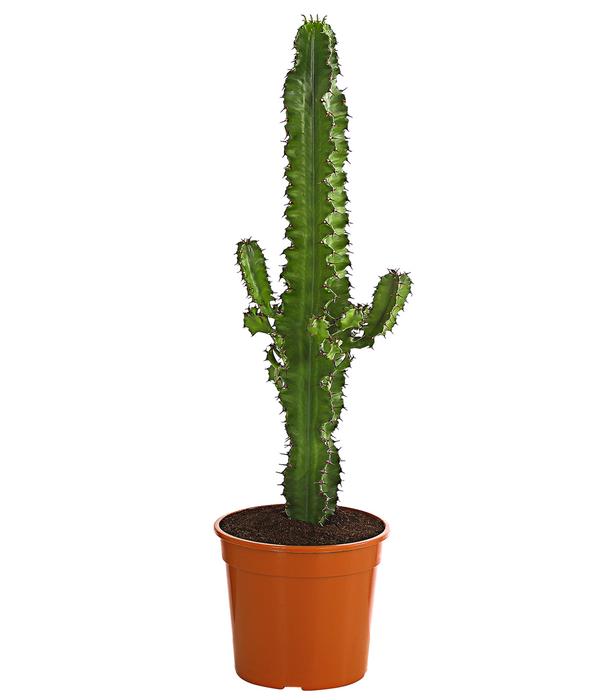 Abessinische Wolfsmilch - Euphorbia abyssinica