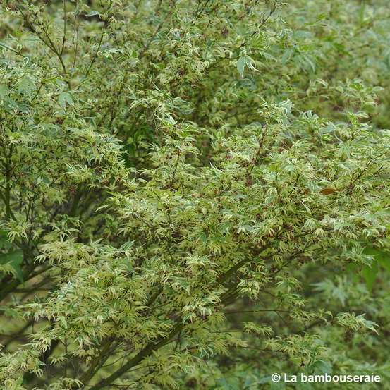 Acer palmatum Butterfly : C3L h.40/60cm