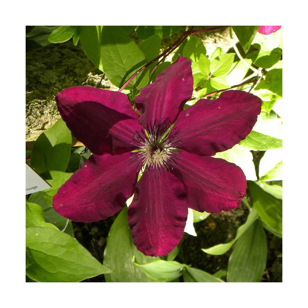 Clématite westerplatte/clematis westerplatte[-]godet - 5/20 cm