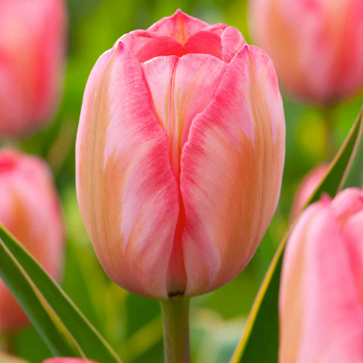 Tulipa design impression - bulbes à fleurs x40 - tulipe - rose