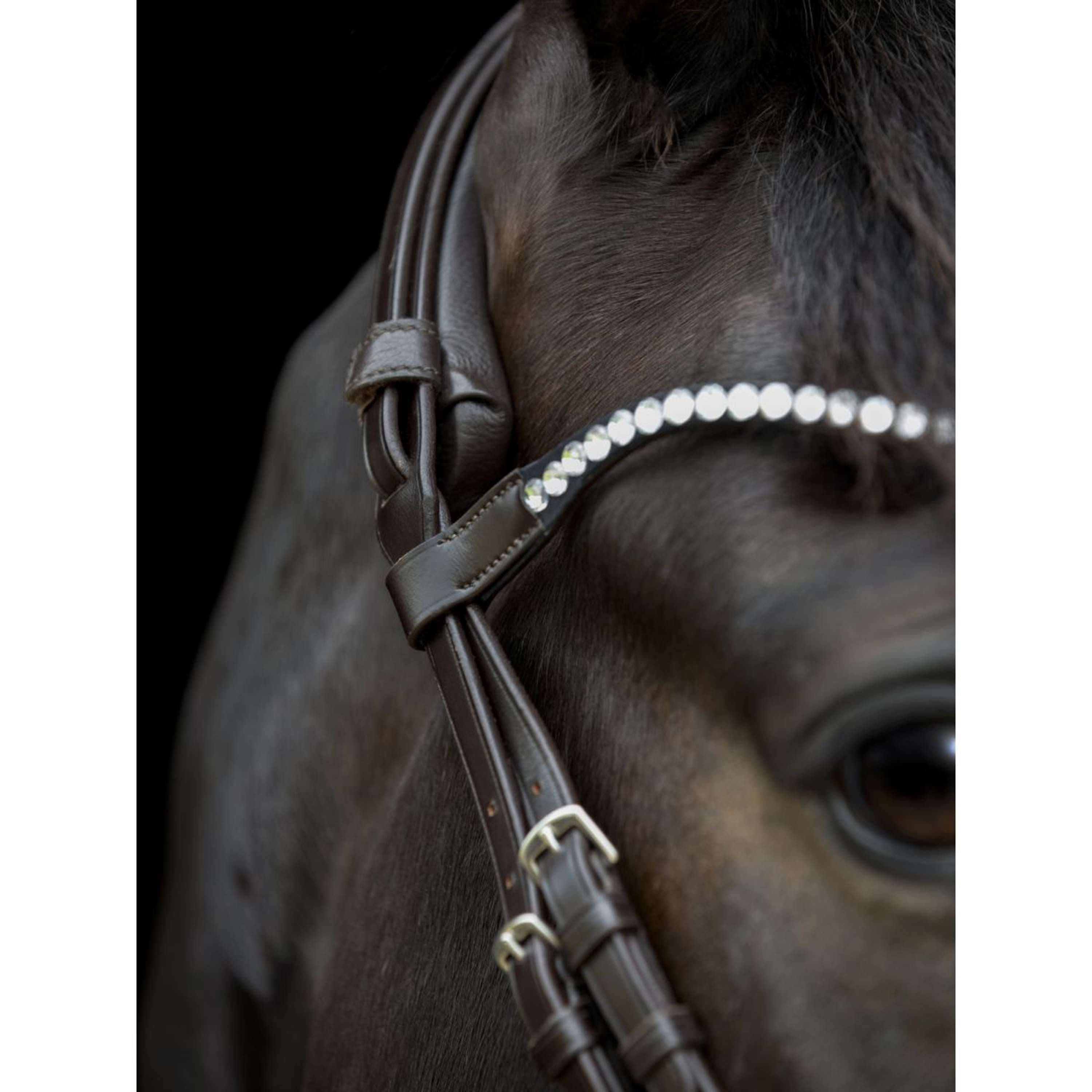 Catago Frontriem Gentle Bruin