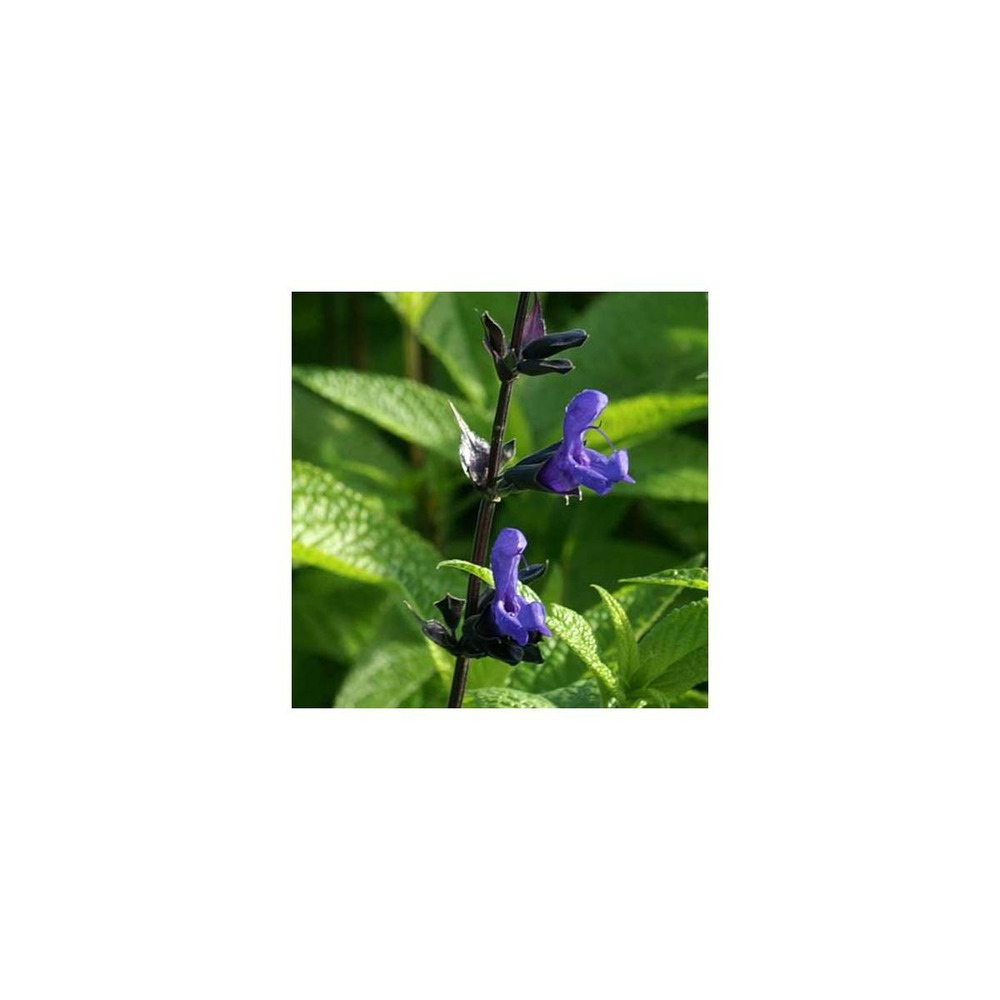 Sauge guarani black and blue/salvia guaranitica black and blue[-]godet