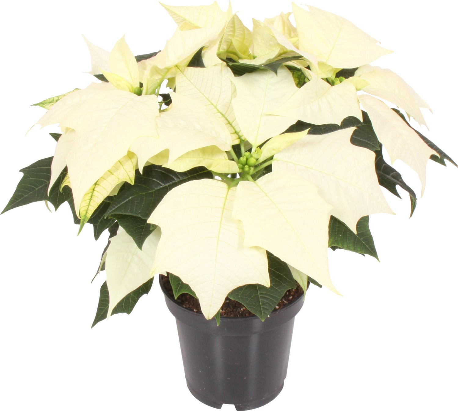 Kerstster (Euphorbia pulcherrima 'Alaska') D 10,5 H 25 cm