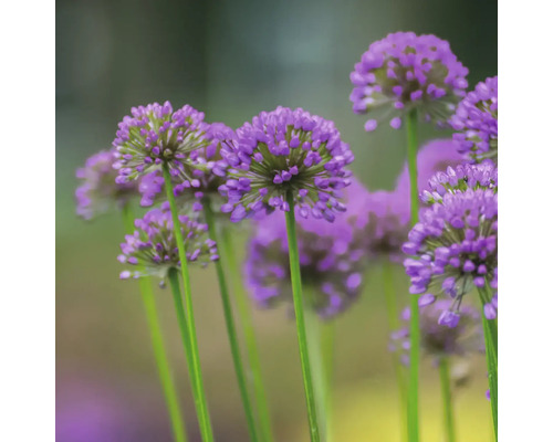 Sierui FloraSelf Allium 'Millenium' Co 3 L