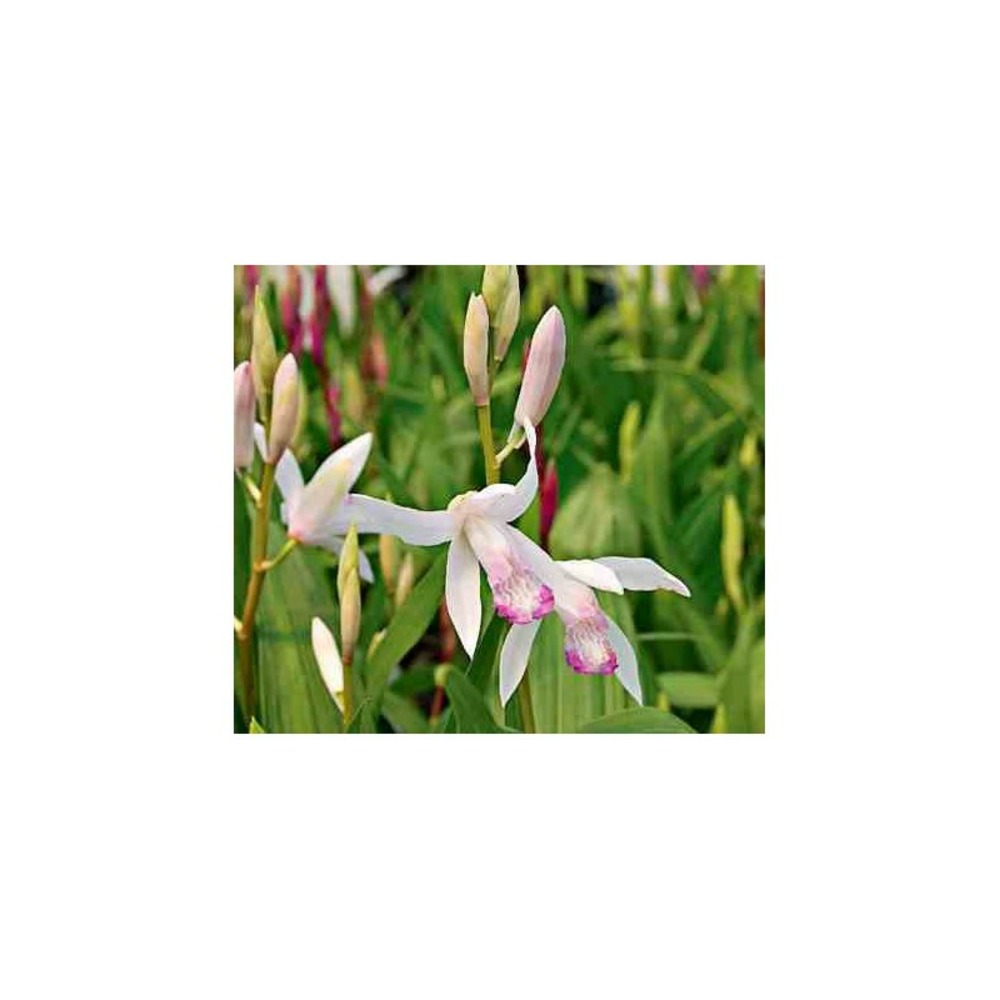 Bletilla 