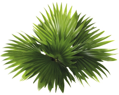 Parasolpalm, rondbladig Livistona FloraSelf Livistona rotundifolia H 40-50 cm Ø 15 cm pot