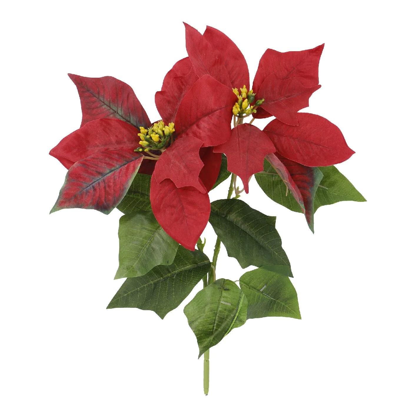 Weihnachtsstern 2 Blüten/rot, 31 cm