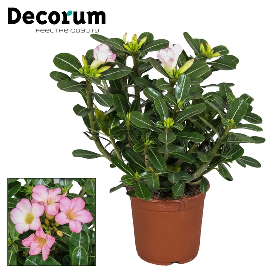 Adenium obesum - pot D14cm