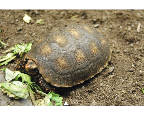 Schildpadsubstraat Floragard box 1x50 L