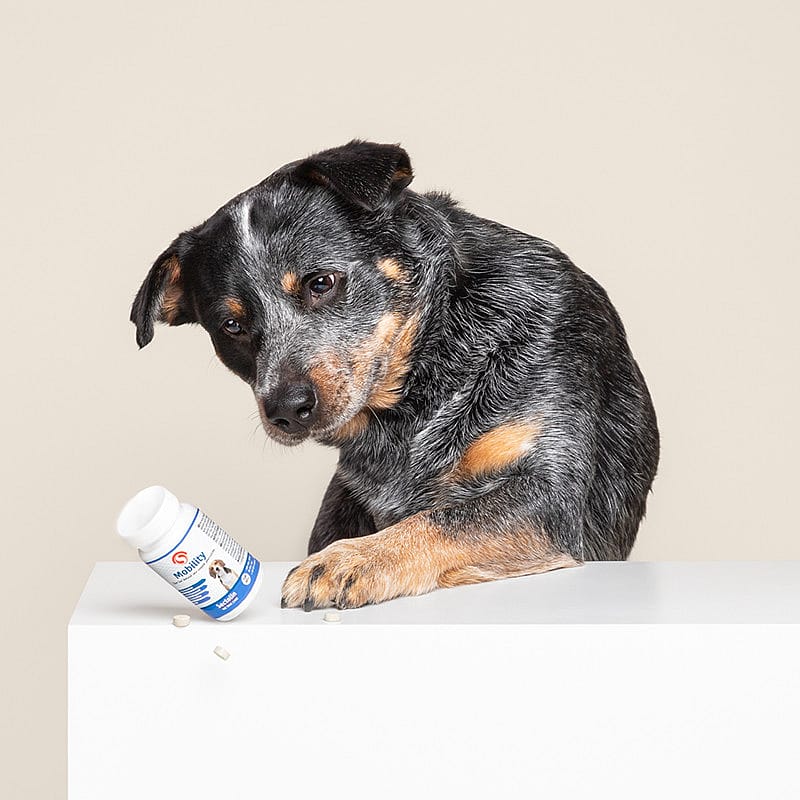 Sectolin Mobility Hond 100 tabletten | 13557