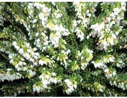 Witte Winterheide (Erica carnea 'Isabell') D 10,5 H 10 cm