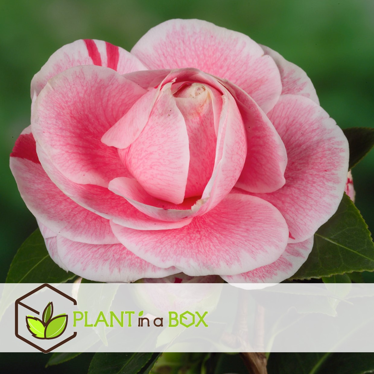 Camellia japonica 'bonomiana' - rose japonaise - pot 15cm - hauteur 50-60cm