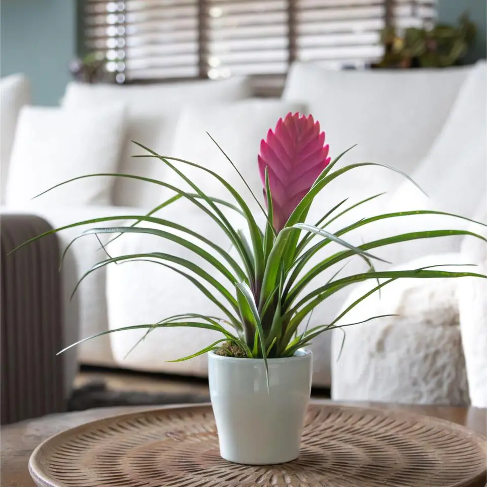 Tillandsia cyanea ‘Pastel’ – Set van 3 met pot – Hoogte 20–30cm – ø7cm