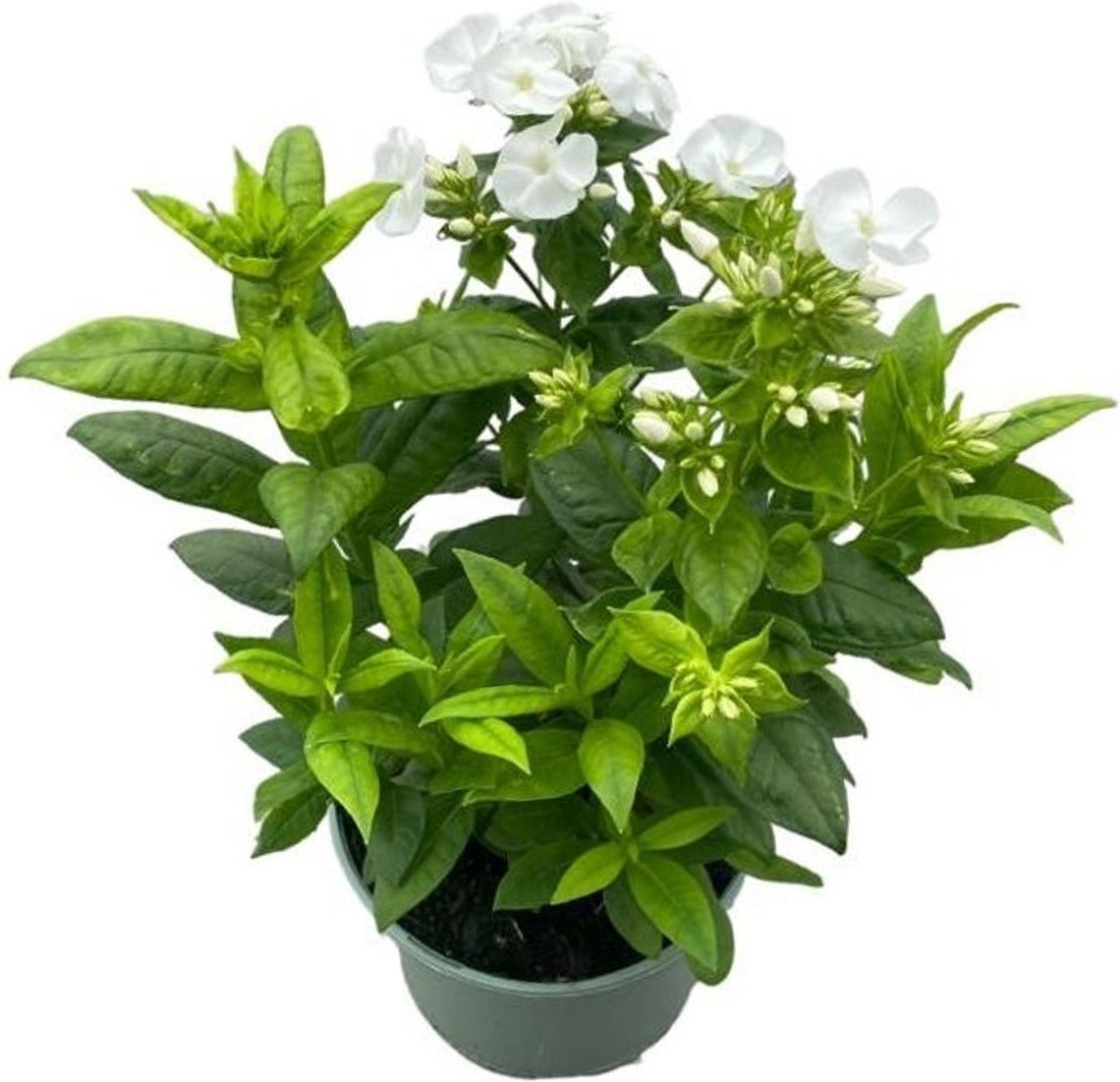 Vlambloem (Phlox paniculata 'Danielle') D 17 H 35 cm